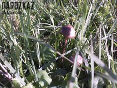 Bracia Grzyb