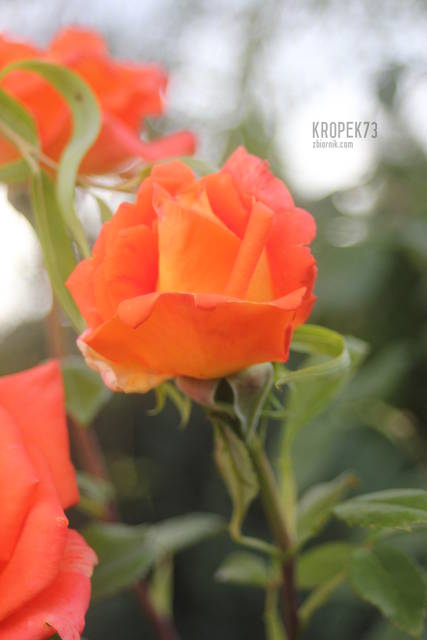 Piękna róża - kropek73