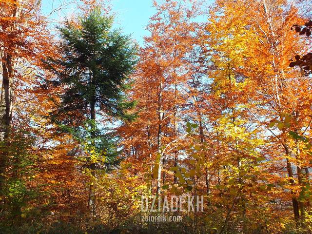 Zielony akcent na tle jesieni - dziadekh