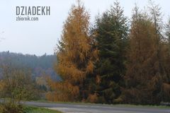 Modrzewie w barwach jesieni