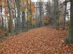Z tej strony też