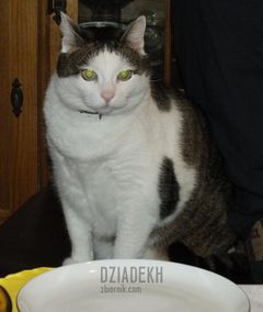 Dawać to żarcie, bo się zdenerwuję.