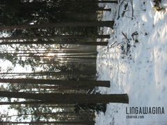 Spacer w Puszczy 25.01.2013 043.jpg