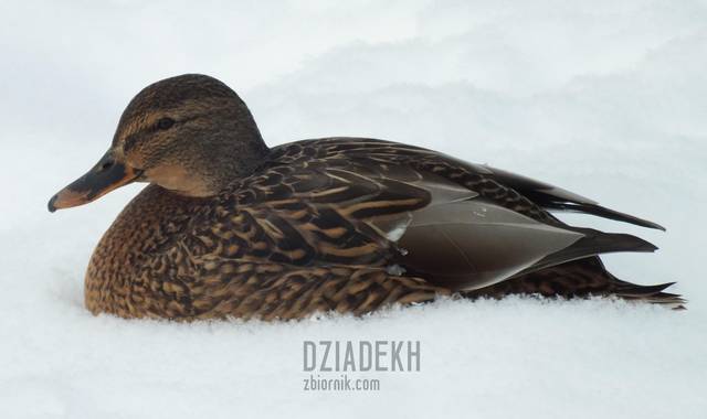 Kaczka śnieżna - dziadekh