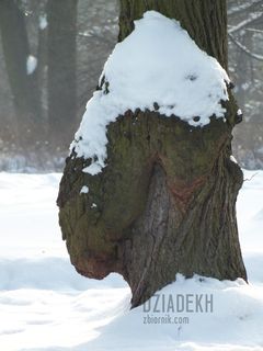 Ciekawy widoczek