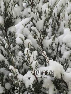 Tuje pod śniegiem