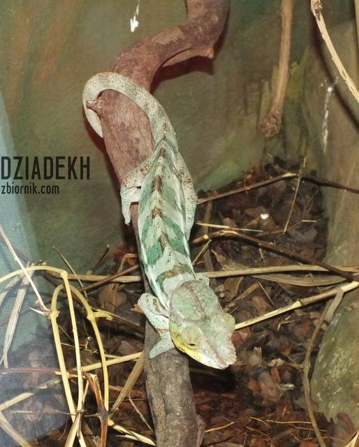 Dla odmiany coś z gadów - dziadekh