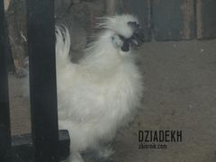 Fajny kogucik?