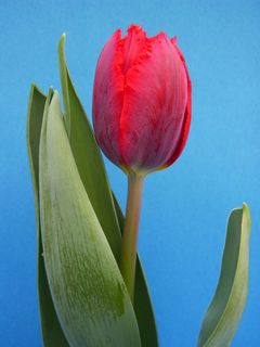 Tulipan.JPG