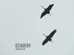 Żurawie na wysokim pułapie
