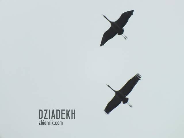 Żurawie na wysokim pułapie - dziadekh