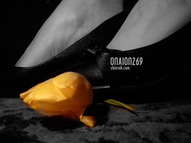 onaion269
