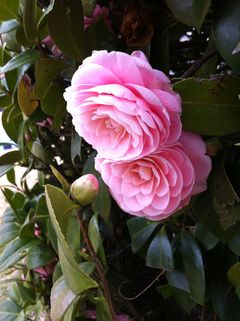 IMG_1061.JPG