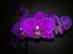WP_000099.jpg