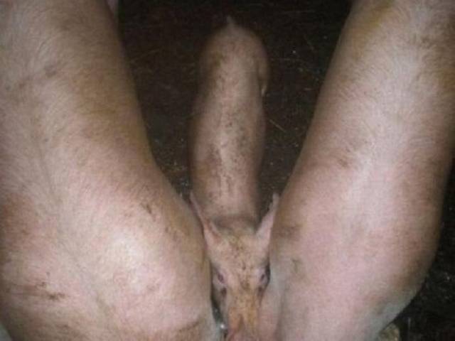 kamasutra69