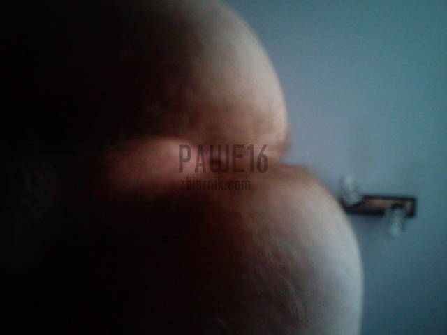 pupa - pawe16