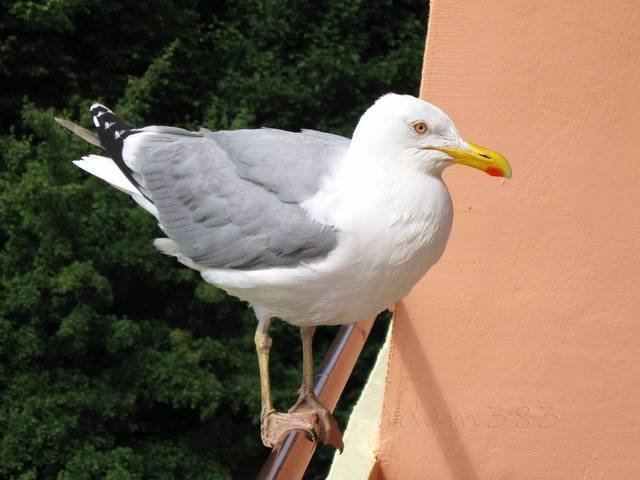 adam383