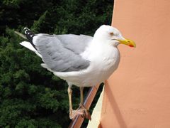 odwiedziny.jpg