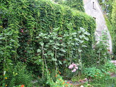 Ogród 17.07.13 015.jpg