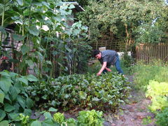 Ogród 17.07.13 020.jpg