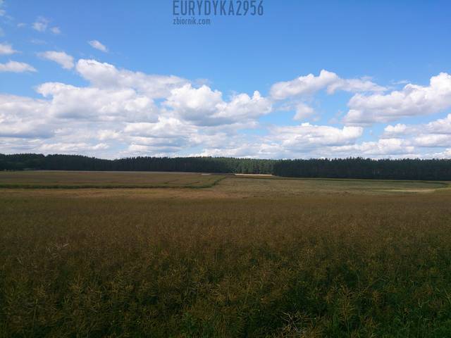 :)) - Eurydyka2956