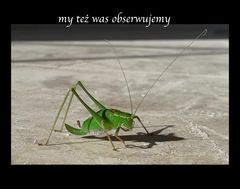 zielono mi