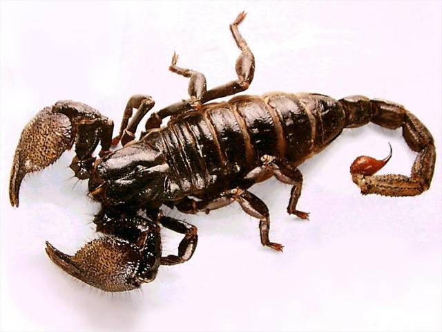 scorpio1.jpg - seawolfi