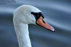 DSC_5067.JPG