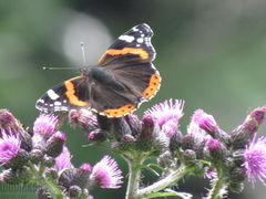 IMG_8686.JPG