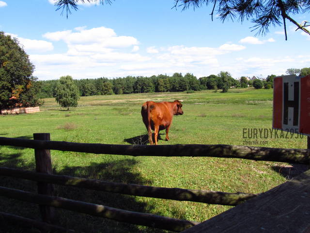 Piękny ten kun he he :) - Eurydyka2956