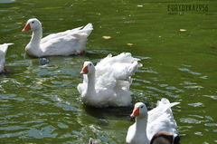 DSC_6947.JPG