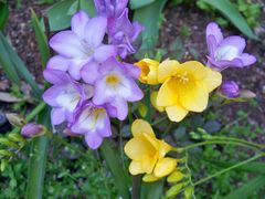 100_1600.jpg