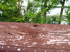 IMG_1750.JPG