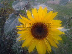 20130912_182352.jpg