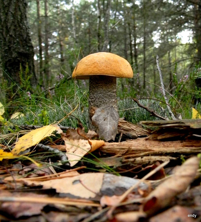 sekretek