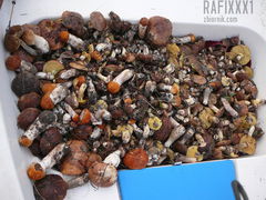 Pogoria 4