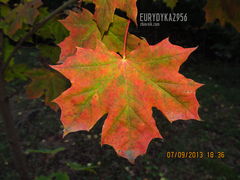 IMG_2028.JPG
