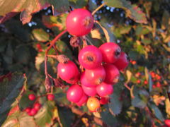 IMG_3722.JPG