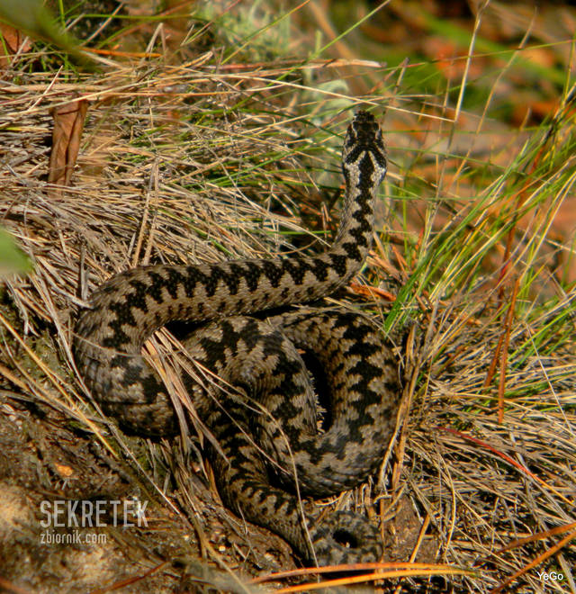 sekretek