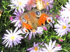 IMG_3795.JPG