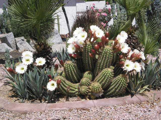 kwiatki - arizonski