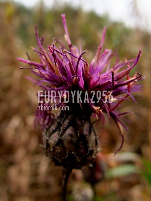 oset - Eurydyka2956