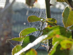 IMG_4068.JPG