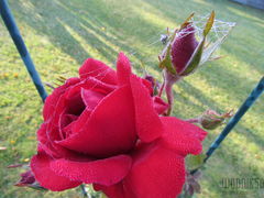 IMG_4241.JPG