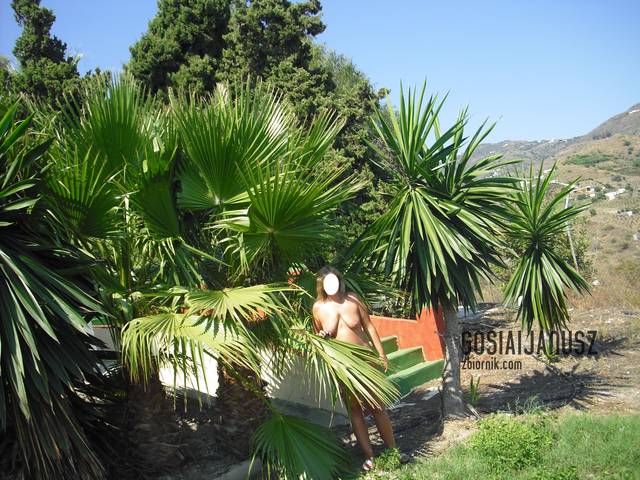 gosiaijanusz