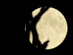 IMG_4421.JPG