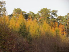 IMG_4639.JPG