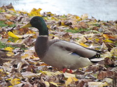 IMG_4801.JPG
