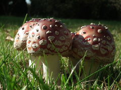 DSCF8179.JPG