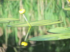 IMG_1153.JPG